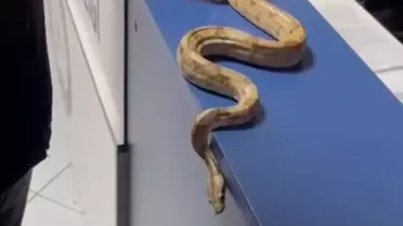 Mısır Yılanı ile Gezen Kişiye Cezası Kesildi