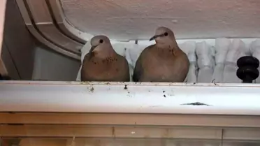 Amasya'da Kumru Misafiri