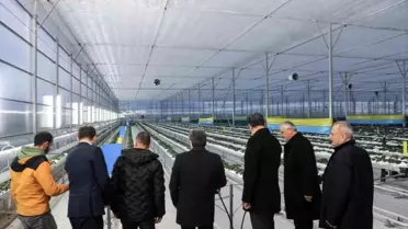 Bafra Sera OTB'de topraksız çilek üretimi