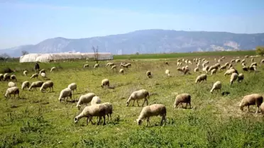 Söke'de Destekleme İcmalleri Askıya Çıktı