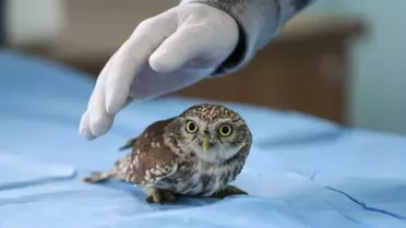 Van Gölü'nde Yaban Hayvanları Kar Yağışından Etkilendi