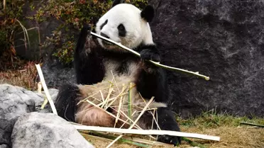 Tokyo'daki Pandalar Çin'e Gidiyor