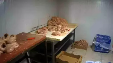 Kocaeli'de merdiven altı tavuk parçalama tesisine suçüstü