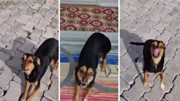 Milyonların sevgisini kazanan 'Boncuk' yine kalpleri ısıttı