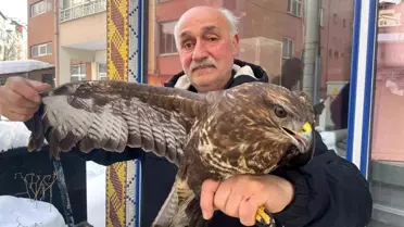 Yaralı Boz Şahin Korgan'da Bulundu