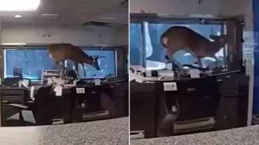 Banka alarmı çalınca polis gitti, davetsiz misafirle karşılaştı