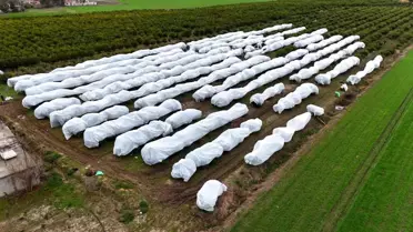 Adana'da Çiftçi Dondan Korunmak İçin Limon Ağaçlarını Fileyle Kapladı