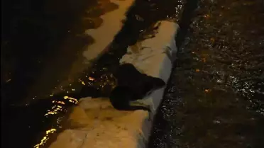 Gümüşhane'de Nesli Tükenme Tehlikesindeki Su Samurları