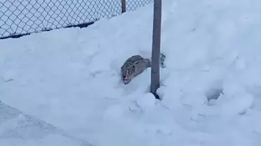 Yabani Tavşan Okul Bahçesinde Görüntülendi