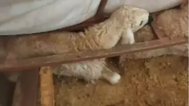 Hafik'te Kar Yağışı Hayvanları Vurdu