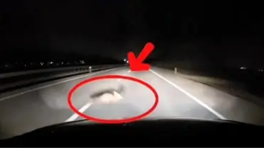 Tilkiye çarpan sürücüden kazayı önleme refleksi