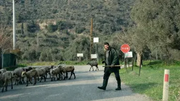 Aydın'da Koyunlar Doğaya Salındı