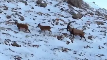 Yaban Keçileri Dronla Görüntülendi