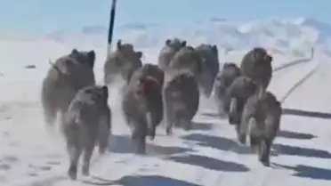 Yaban Domuzları Kırsala İndi