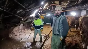 Sivas'ta Ahır Çöktü, İnekler Kurtarıldı