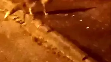 Elmadağ'da Aç Tilkiler Şehir Merkezine İndi