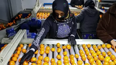 Türkiye'nin Narenciye İhracatı Yüzde 41 Arttı