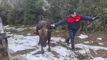 Niksar'da Kuya Düşen İnek Kurtarıldı