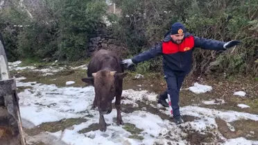 İtfaiye, Su Kuyusuna Düşen İneği Kurtardı