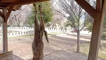 Sokak Köpeği Katledildi