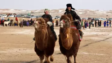 Moğolistan'da Deve Festivali