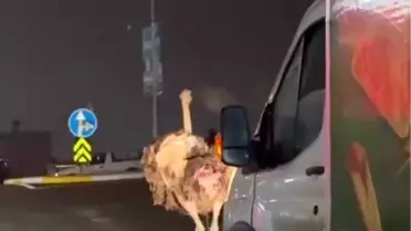 Deve kuşu trafiği altüst etti