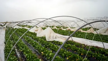 Hortum Serik'te Zarar Verdi