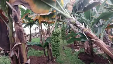 Manavgat'ta Hortum Hasara Neden Oldu