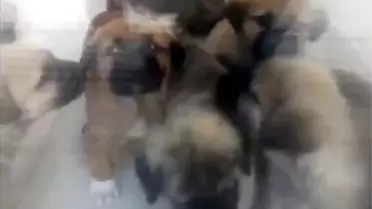 İstinaf, köpekleri istismar edip öldüren doktor hakkında verilen kararı bozdu