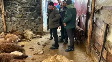 Kars'ta Kurtlar 130 Koyunu Telef Etti