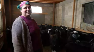 Zorlu Kışta Hayvancılık