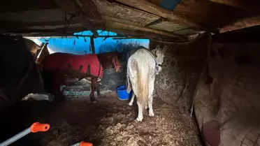 Erenler'de At Kemikleri Soruşturması