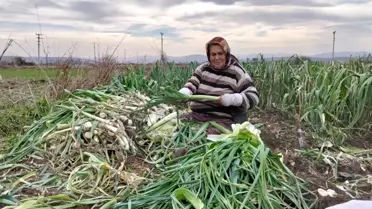 Bafra'da Pırasa Bolluğu, Fiyatları Düşürüyor