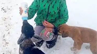 Fırtınada Mahsur Kalan Kuzu 3 Gün Sonra Bulundu