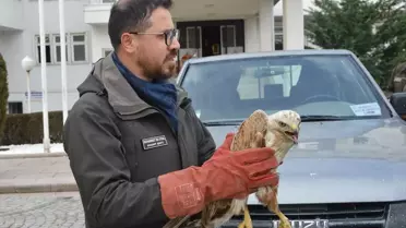 Yaralı Şahin Doğaya Salınıyor