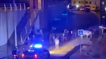 İneklere 'Dağılın' Anonsu Gülümsetti