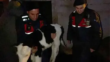 Buzağı Hırsızları Yakalandı