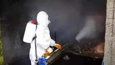 Ordu'da kahverengi kokarcaya karşı 300 binden fazla kışlak ilaçlanıyor