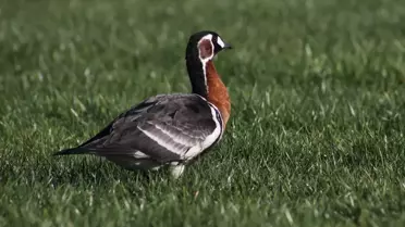 Rize'de Nadir Sibirya Kazı Görüntülendi