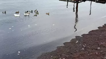Tekirdağ'da Kırmızı Yosun Yığıntısı