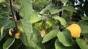 Aydın'da Üreticilere 54 Milyon TL Destek