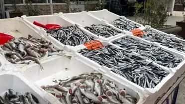 Zonguldak'ta Balık Fiyatları ve Palamut Krisisi