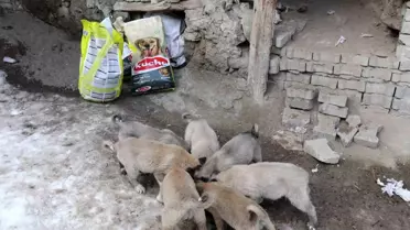 Sokak Köpeği 10 Yavru Doğurdu