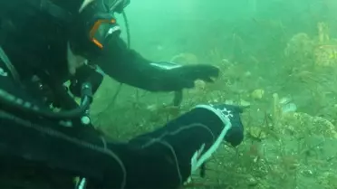 Deniz Çayırları ve Pinalar İzmit Körfezi'nde Görünmeye Başladı