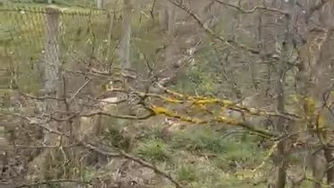 Kangal Köpeğini Vuran Şahıs Gözaltına Alındı