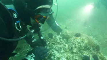 Marmara Denizi'nde Dipten Diriliş