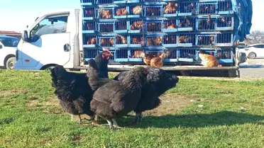 30 Yıldır Tavuk Satıyor