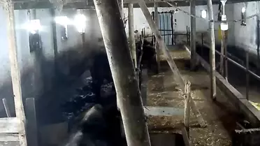 Tokat'ta Ahır Çatısı Kar Ağırlığıyla Çöktü