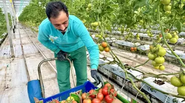 Diyadin'de Jeotermal Domates Üretimi