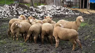 Balıkesir çiftçisine yüzde 100 hibeli damızlık desteği